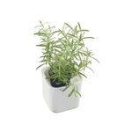 Eden Herb Self Watering Pot 12cm White 53510